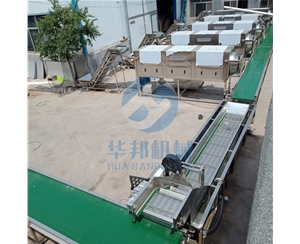 機械化核桃仁去皮機 省人工