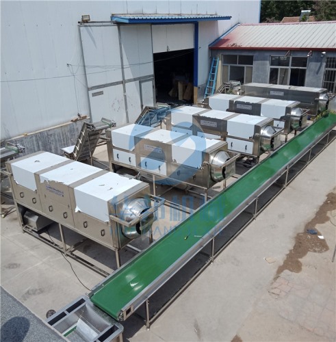 DX核桃仁去衣機 質保一年