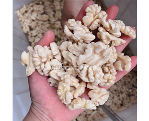 水沖洗核桃仁去皮機 白果仁去皮機 不銹鋼去皮機