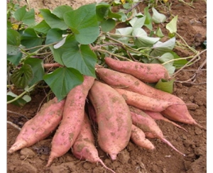 【現貨】紅薯清洗機