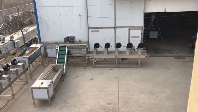 紅薯毛輥清洗機 紅薯清洗風干流水線