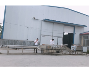 華邦批量定制紅薯清洗機 供應紅薯清洗生產線