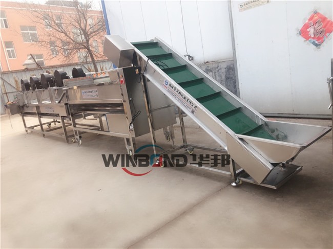 山東紅薯清洗機廠家 華邦供應洗薯機