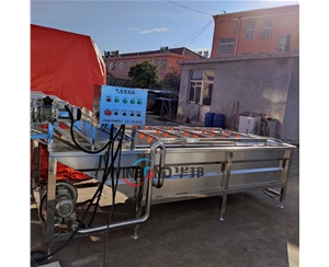 杏鮑菇清洗機 全自動菌類清洗生產線